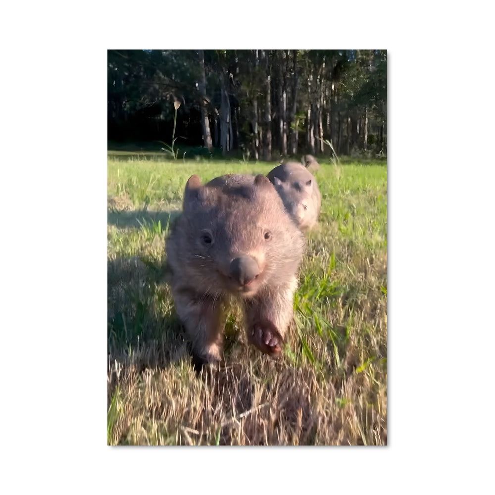 Poster Wombat 84634