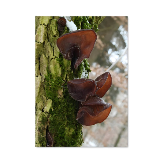 Poster Bois Mystique