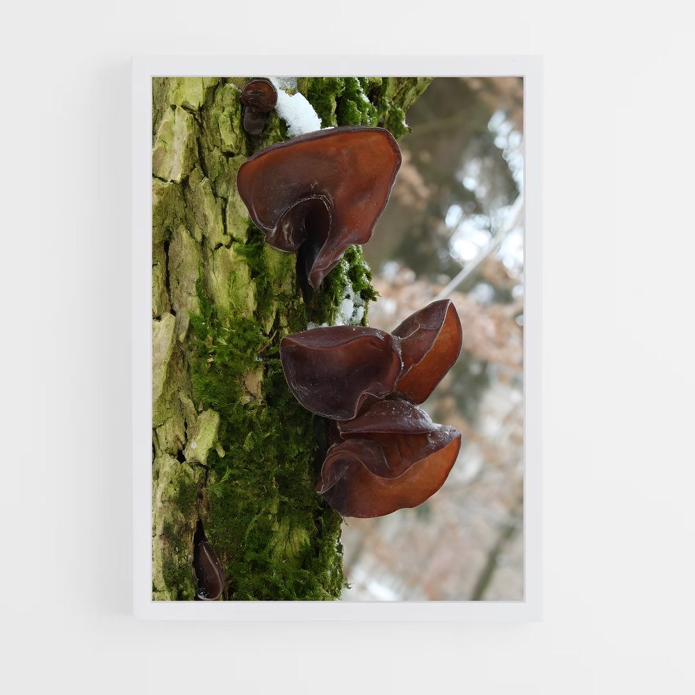 ap-wood ear-2 cadre Blanc
