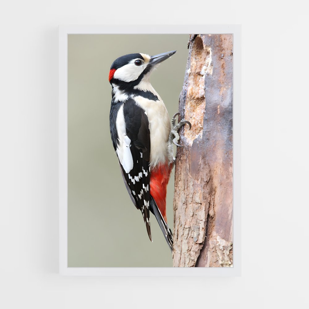 ap-woodpecker-2 cadre Blanc