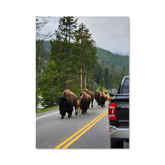 Poster Bison Roadtrip