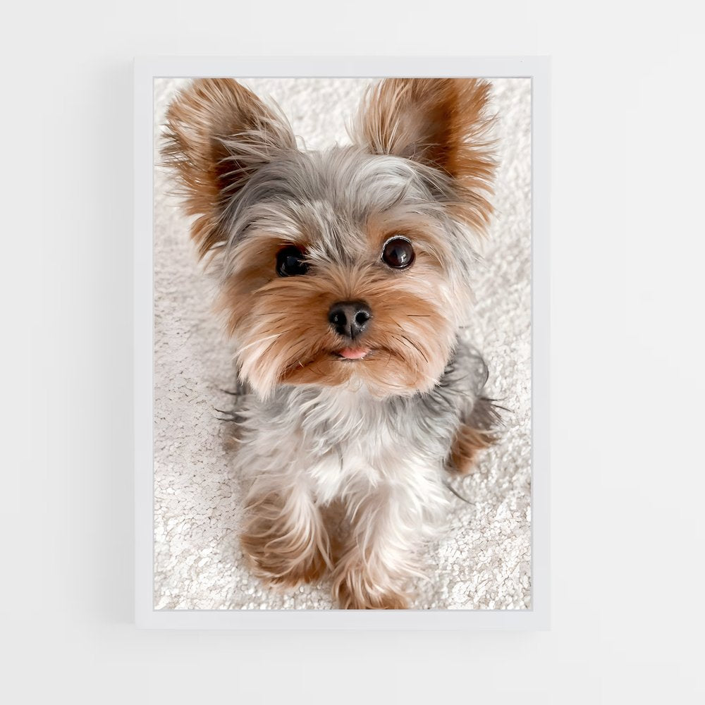 ap-yorkshire terrier-1 cadre Blanc