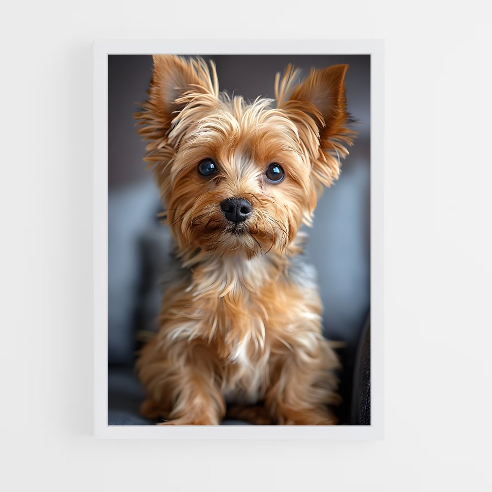 ap-yorkshire terrier-2 cadre Blanc