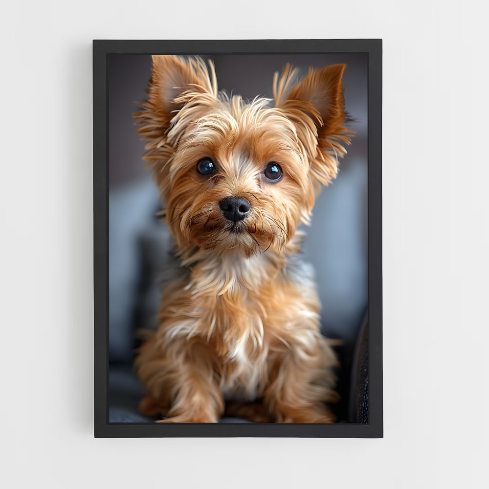 ap-yorkshire terrier-2 cadre Noir