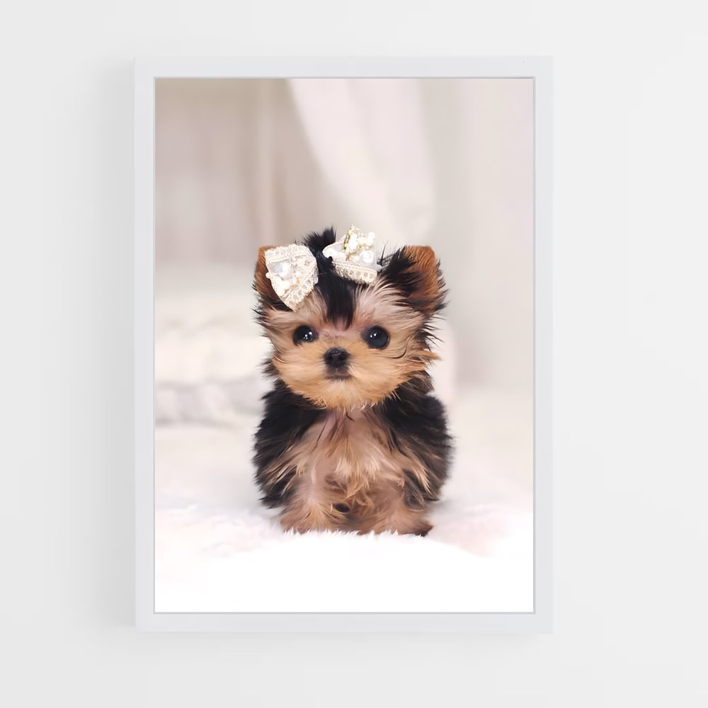 ap-yorkshire terrier-6 cadre Blanc