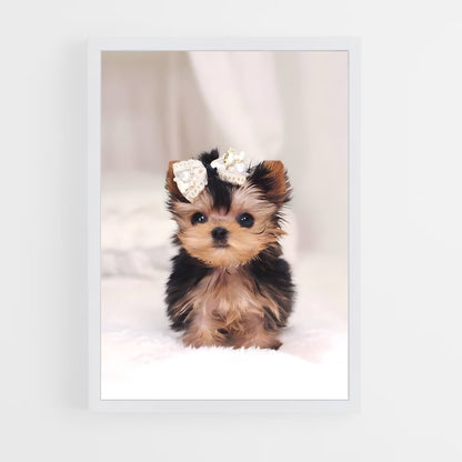 ap-yorkshire terrier-6 cadre Blanc