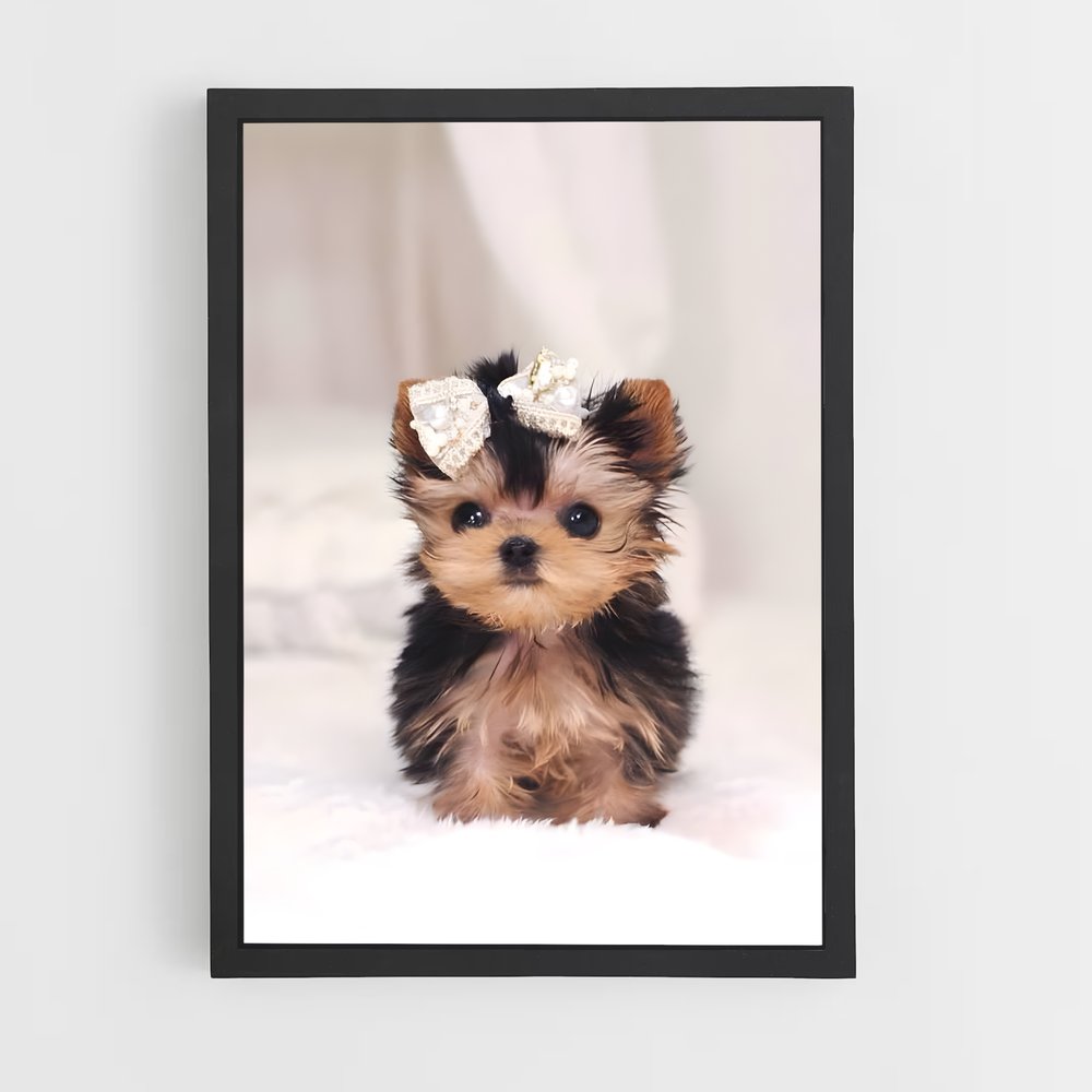 ap-yorkshire terrier-6 cadre Noir