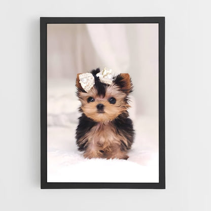 ap-yorkshire terrier-6 cadre Noir
