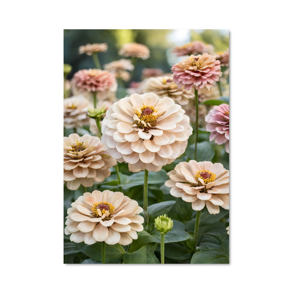 Poster Zinnia 96795