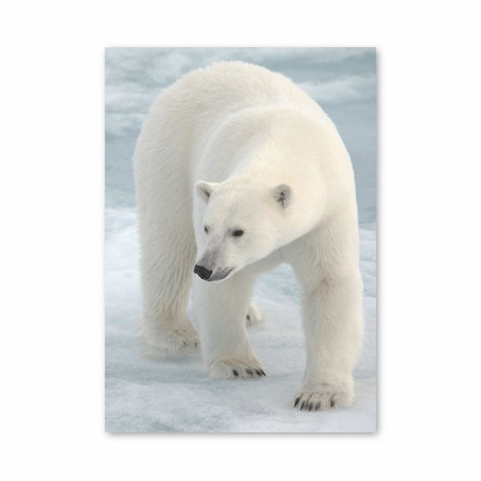 Oso polar Póster