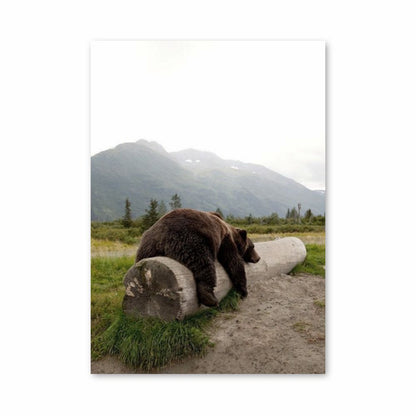 Oso grizzly Póster