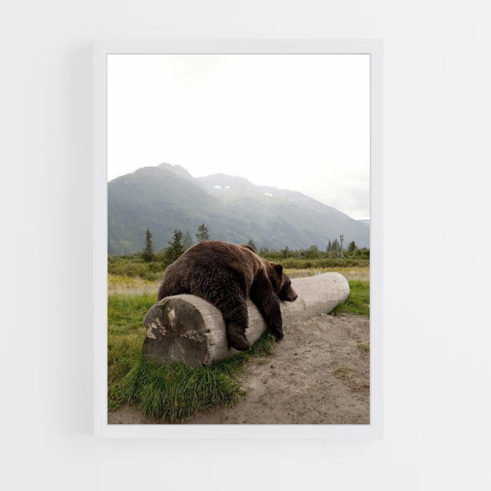 Oso grizzly Póster