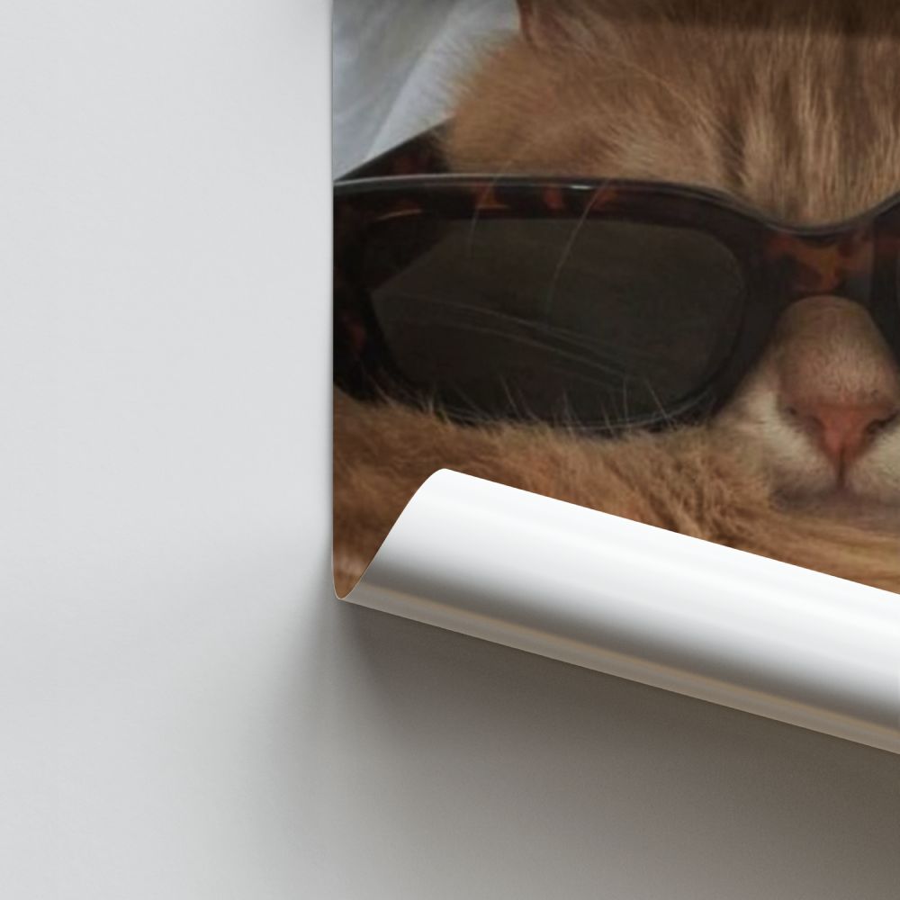 Gafas de gato Póster