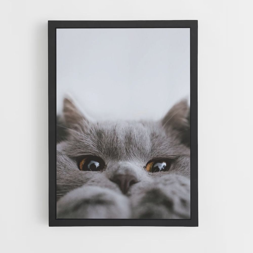 Lindo gato Póster