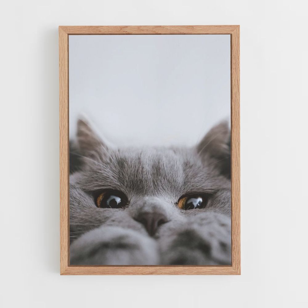 Lindo gato Póster