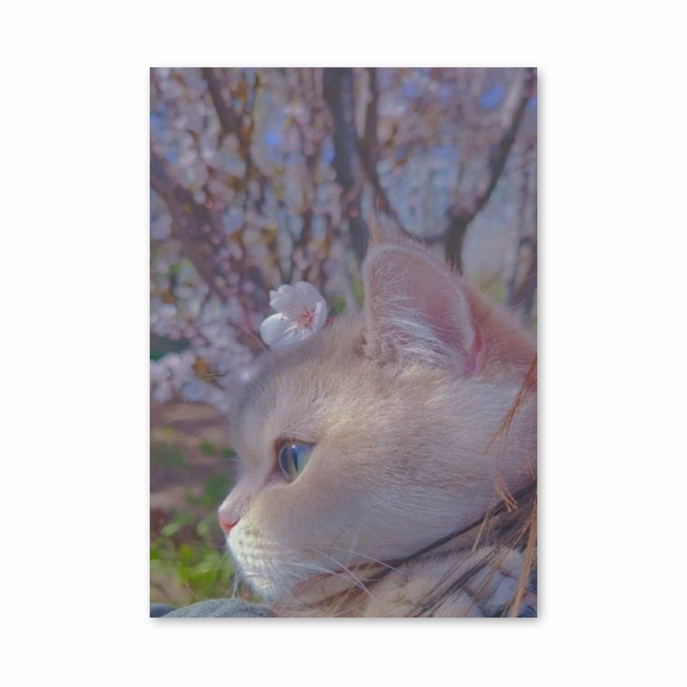 Gato Sakura Póster