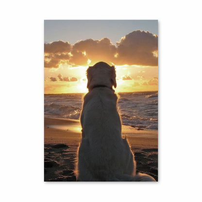 Póster Playa para perros