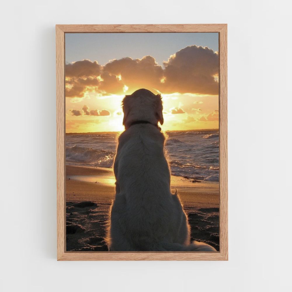 Póster Playa para perros