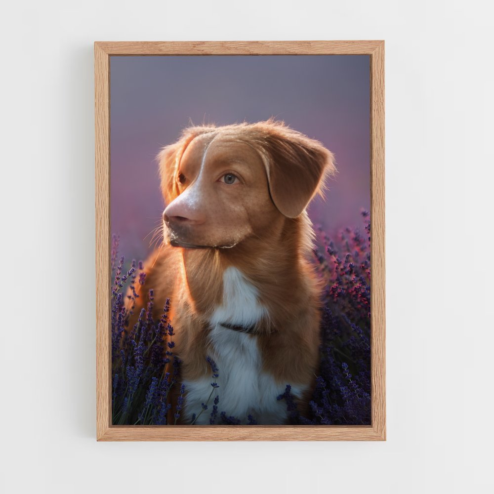 dog-7 cadre Bois clair