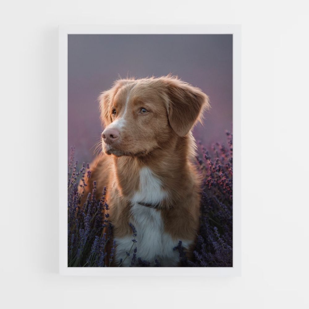 Perro Lavanda Póster