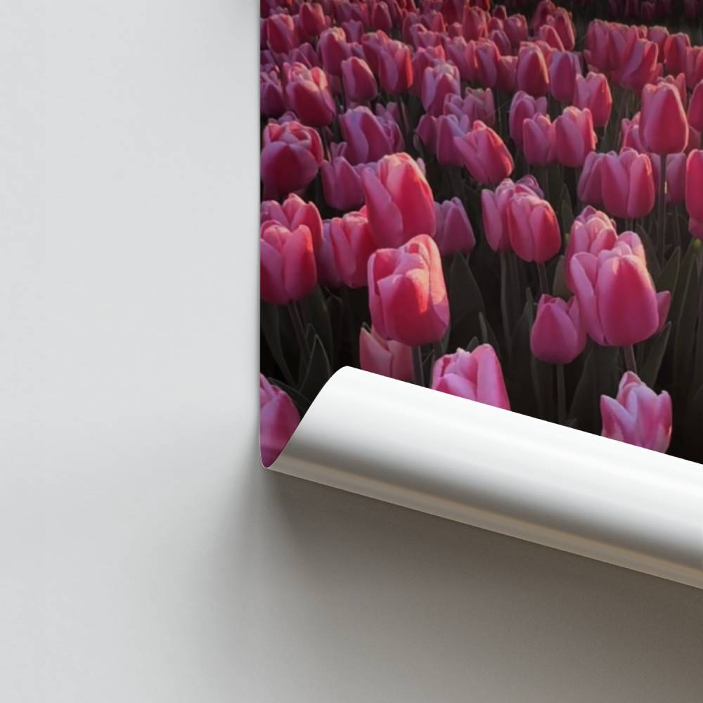 Póster Campo de tulipanes rosas