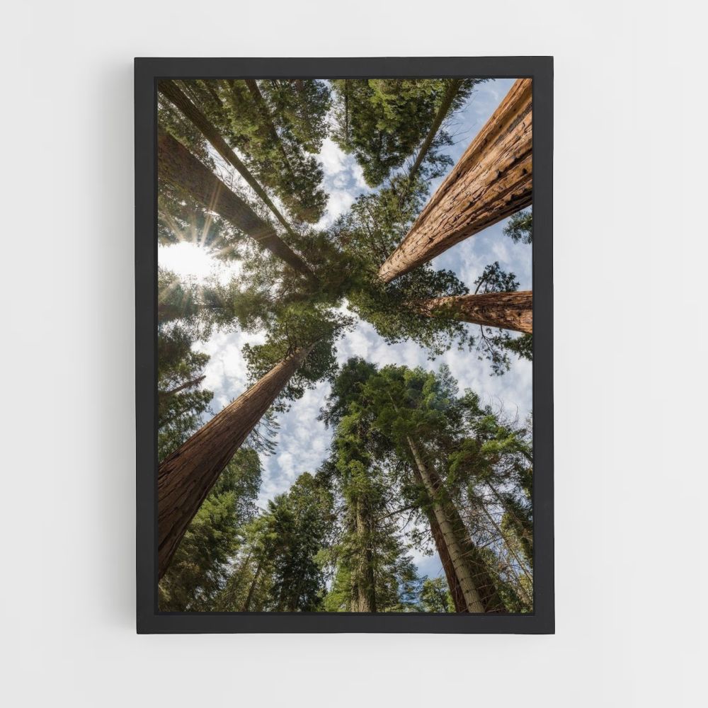 Póster Bosque Con Grandes Arboles