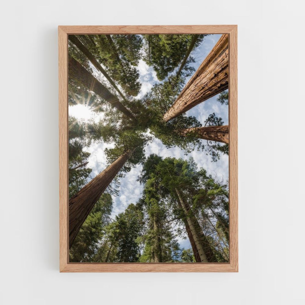 Póster Bosque Con Grandes Arboles