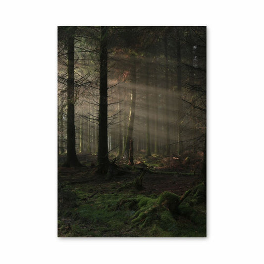 Bosque oscuro Póster