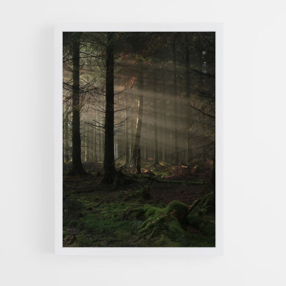 Bosque oscuro Póster