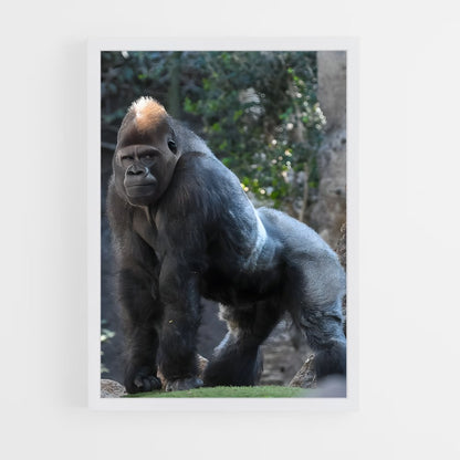 gorilla-4 cadre Blanc
