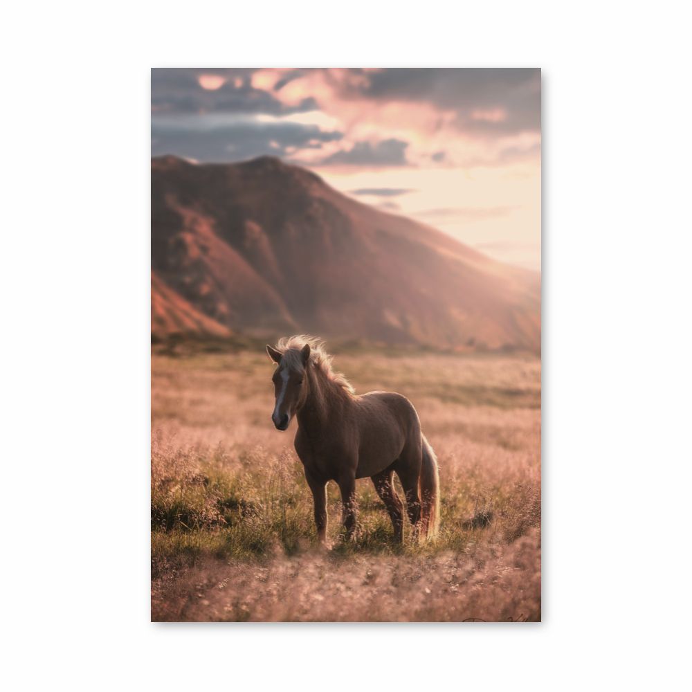 Póster Naturaleza del caballo