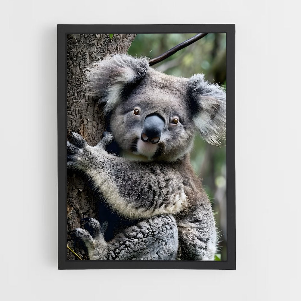 koala-1 cadre Noir