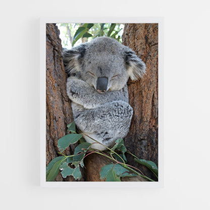 koala-7 cadre Blanc