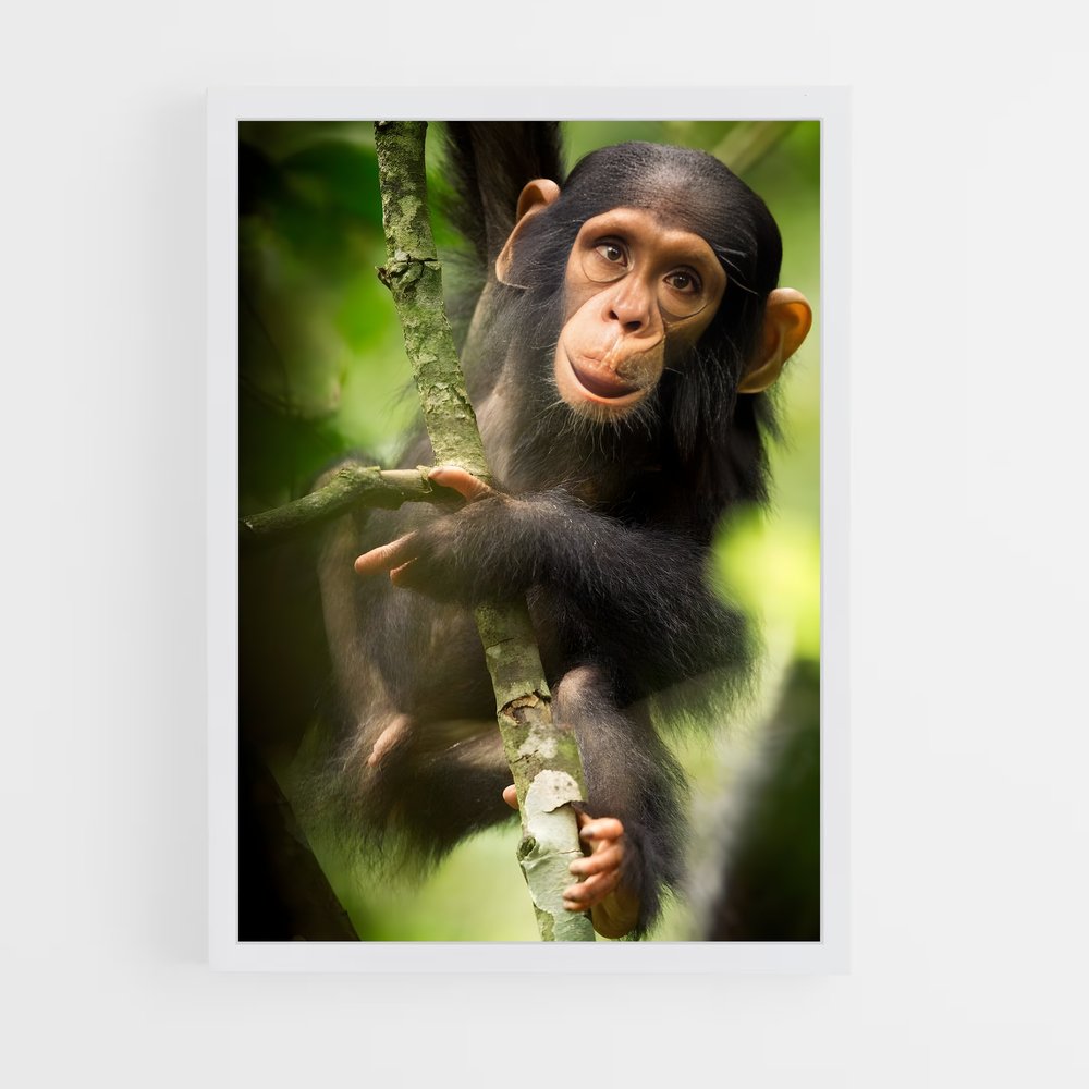 monkey-10 cadre Blanc