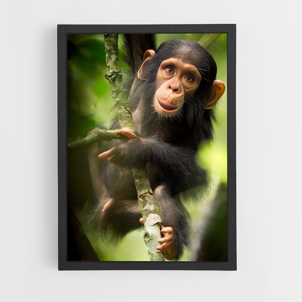 monkey-10 cadre Noir