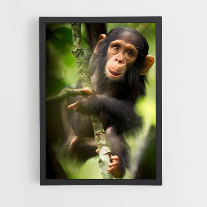 monkey-10 cadre Noir