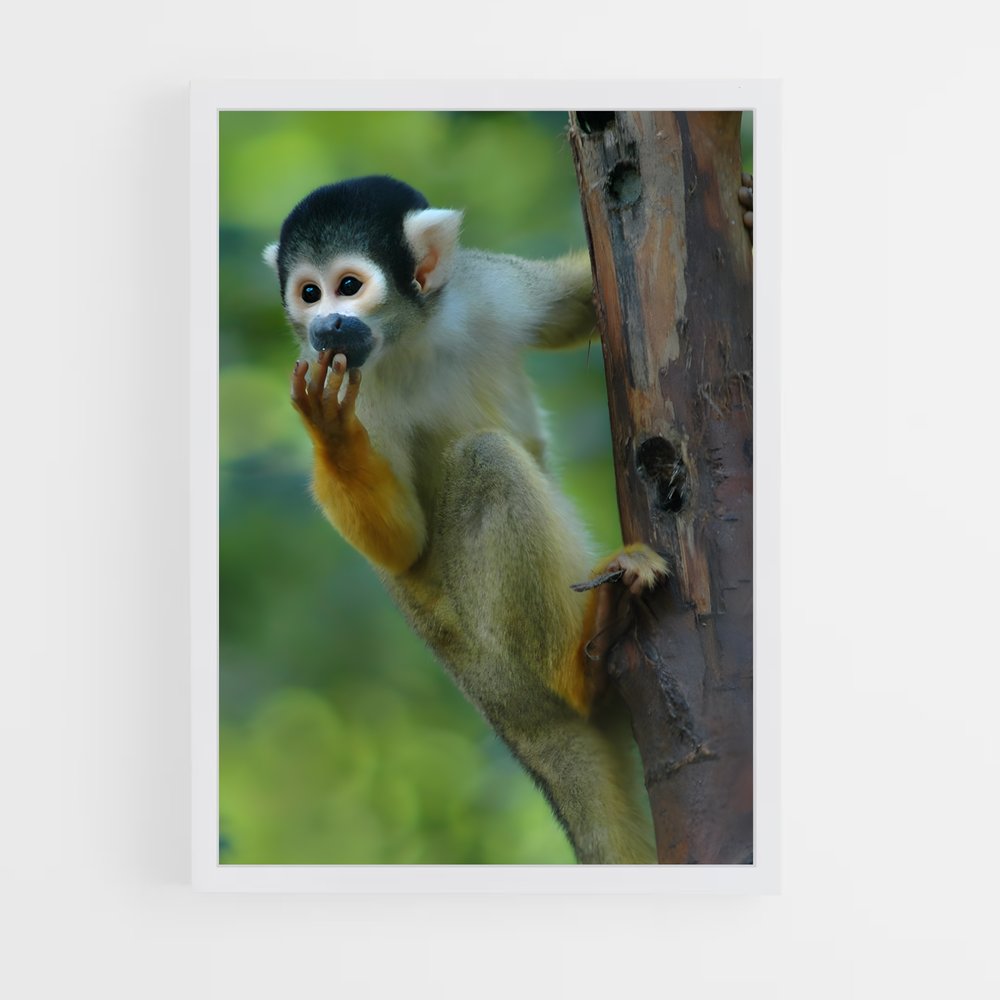 monkey-7 cadre Blanc