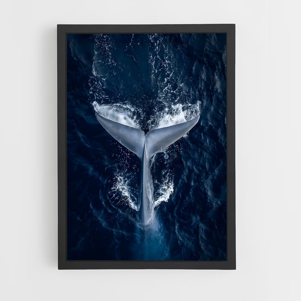 ocean-6 cadre Noir