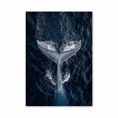 Póster Ballena