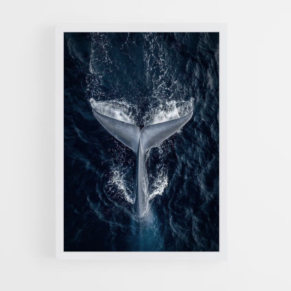 Póster Ballena