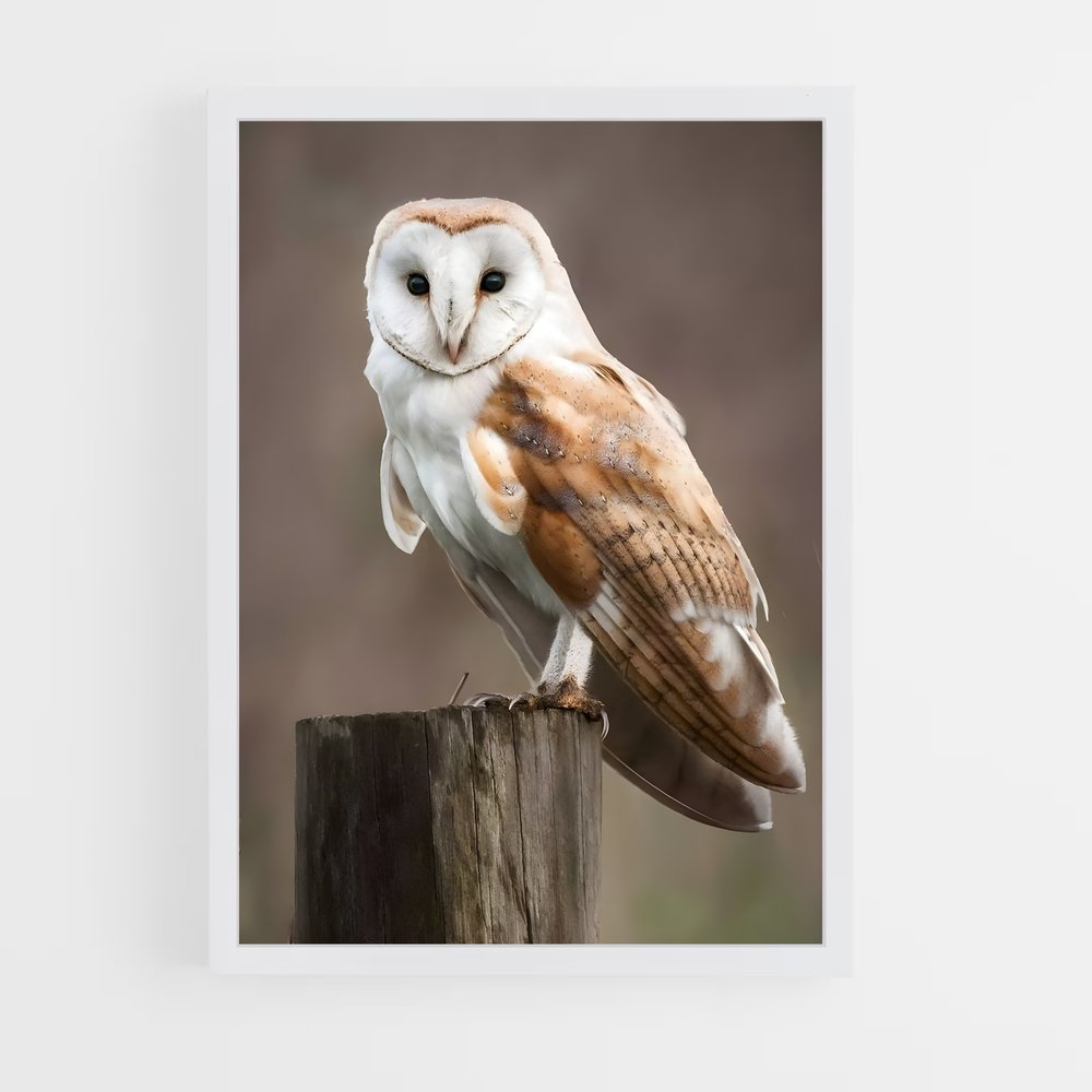 owl-6 cadre Blanc