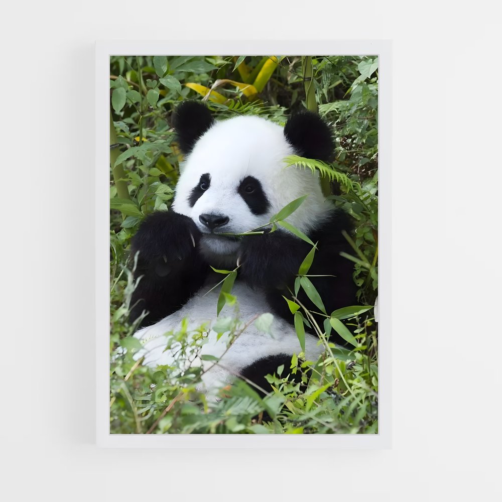 panda-8 cadre Blanc