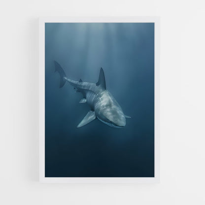 shark-15 cadre Blanc