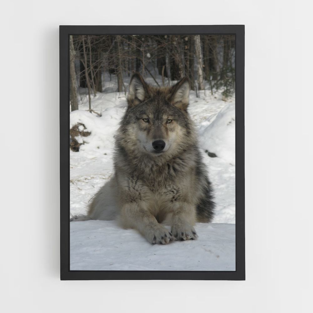 Lobo de nieve Póster