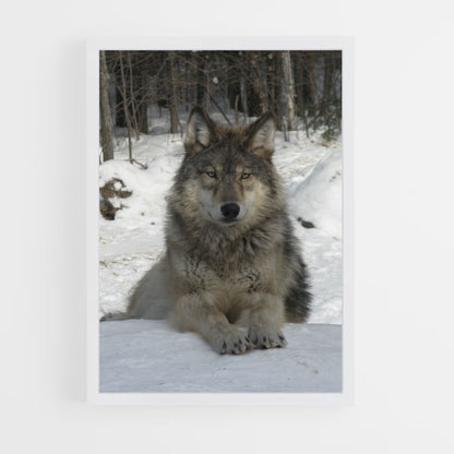 Lobo de nieve Póster