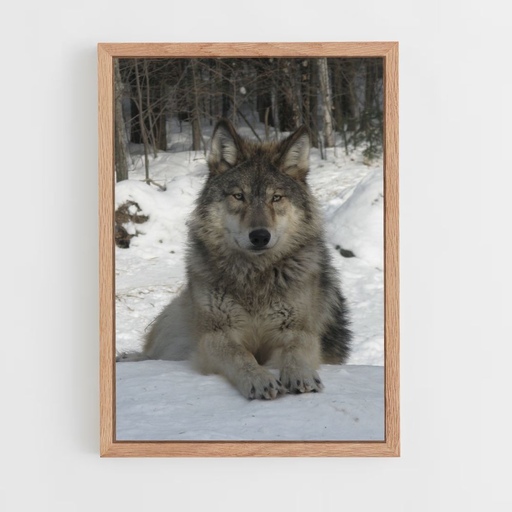 Lobo de nieve Póster