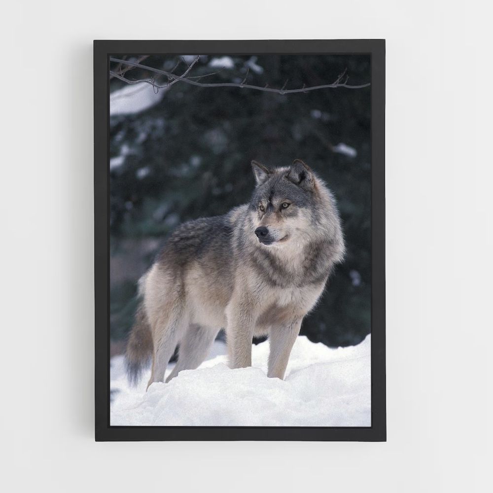 Lobo de invierno Póster