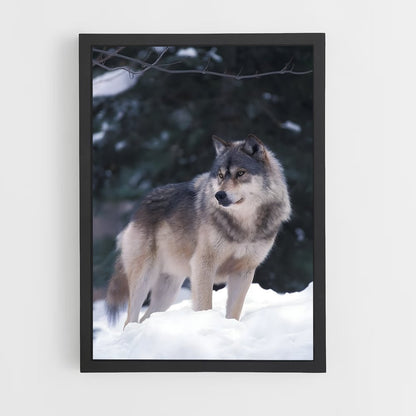 wolf-5 cadre Noir
