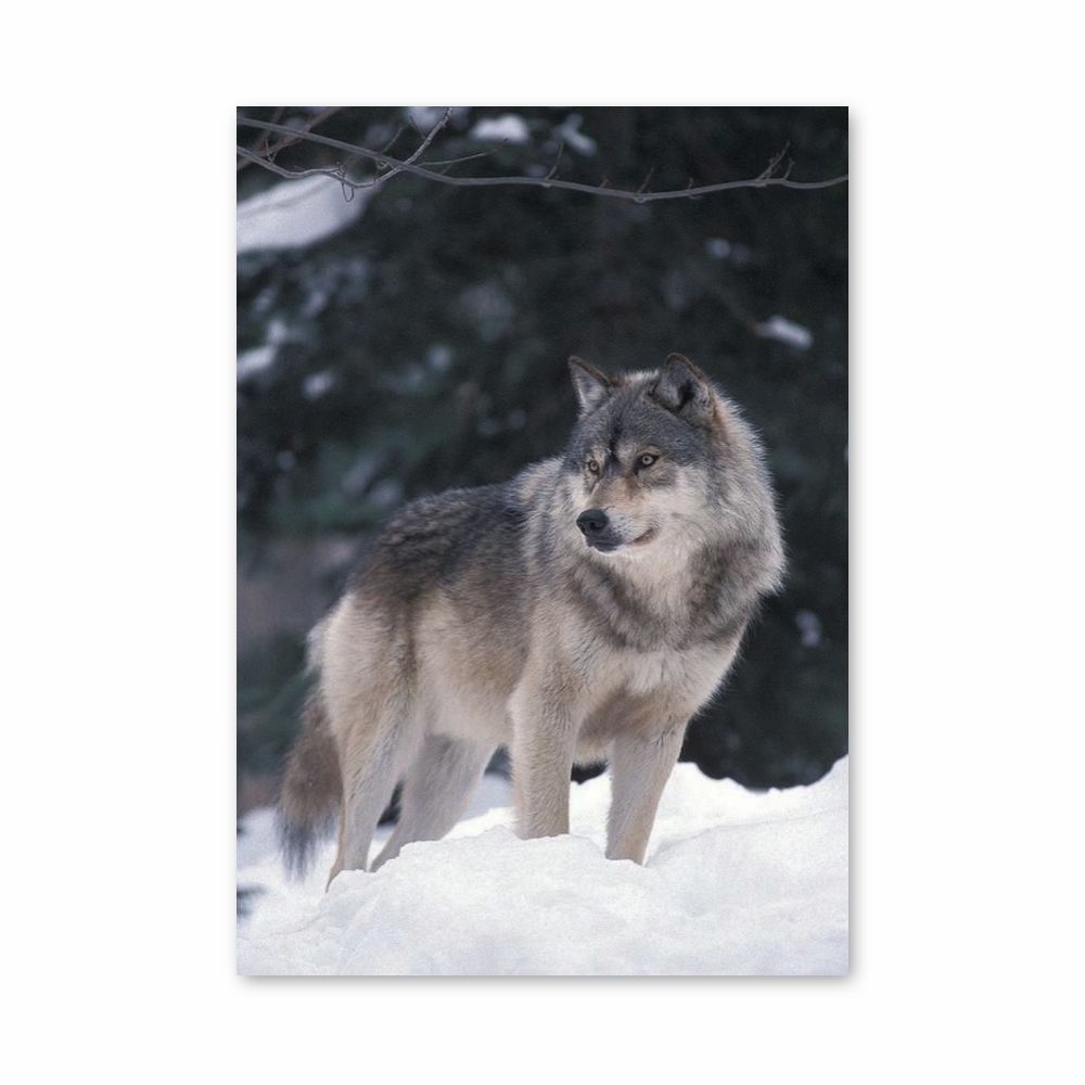 Lobo de invierno Póster