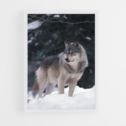 Lobo de invierno Póster